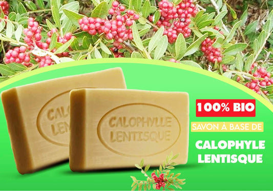 25 pcs 100gr | Savon à la calophylle lentiste